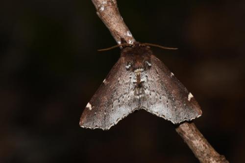Odontosia carmelita
